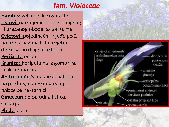 fam. Violaceae Habitus: zeljaste ili drvenaste Listovi: naizmjenični, prosti, cijelog ili urezanog oboda, sa