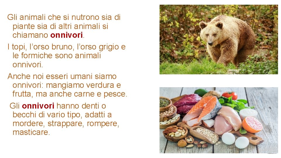 Gli animali che si nutrono sia di piante sia di altri animali si chiamano