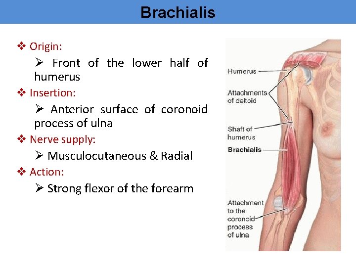 Brachialis v Origin: Ø Front of the lower half of humerus v Insertion: Ø