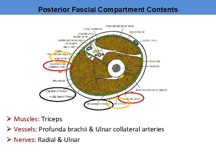 Posterior Fascial Compartment Contents Ø Muscles: Triceps Ø Vessels: Profunda brachii & Ulnar collateral