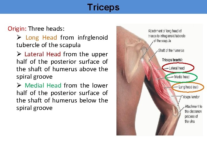Triceps Origin: Three heads: Ø Long Head from infrglenoid tubercle of the scapula Ø