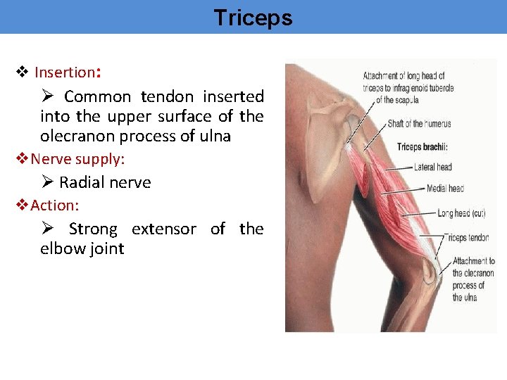 Triceps v Insertion: Ø Common tendon inserted into the upper surface of the olecranon