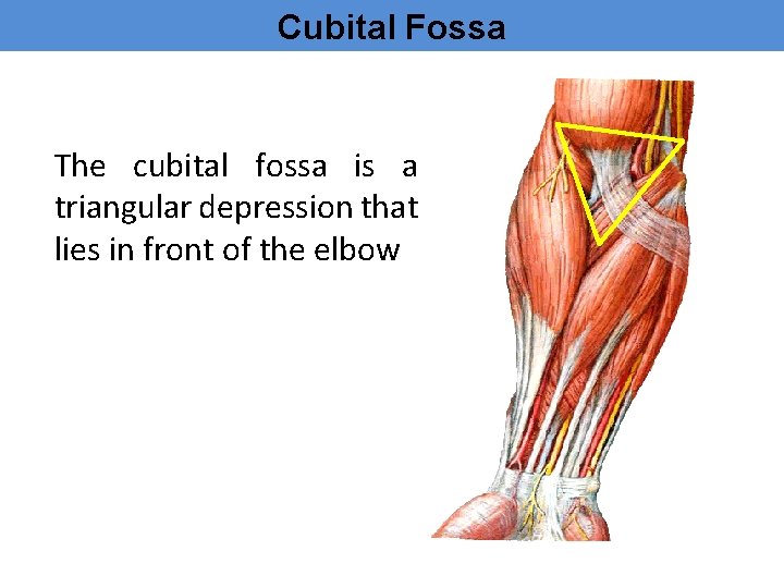 Cubital Fossa The cubital fossa is a triangular depression that lies in front of