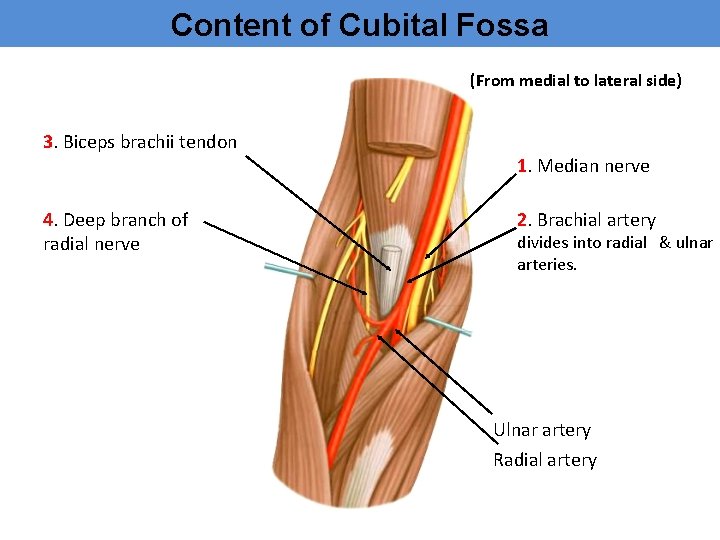 Content of Cubital Fossa (From medial to lateral side) 3. Biceps brachii tendon 4.