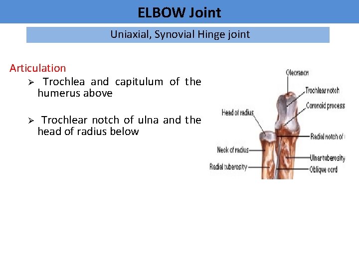 ELBOW Joint Uniaxial, Synovial Hinge joint Articulation Ø Trochlea and capitulum of the humerus
