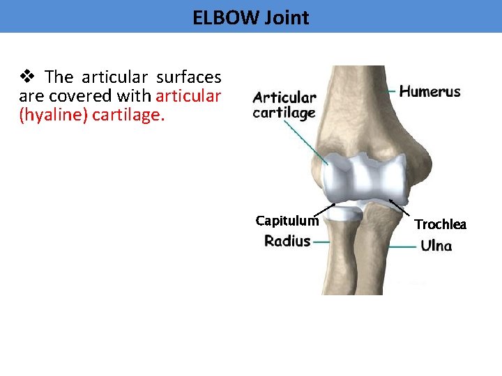 ELBOW Joint v The articular surfaces are covered with articular (hyaline) cartilage. Capitulum Trochlea