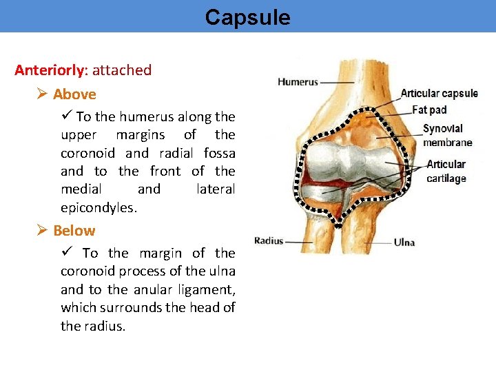 Capsule Anteriorly: attached Ø Above ü To the humerus along the upper margins of