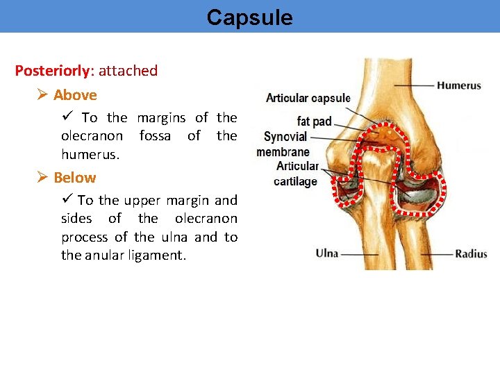 Capsule Posteriorly: attached Ø Above ü To the margins of the olecranon fossa of