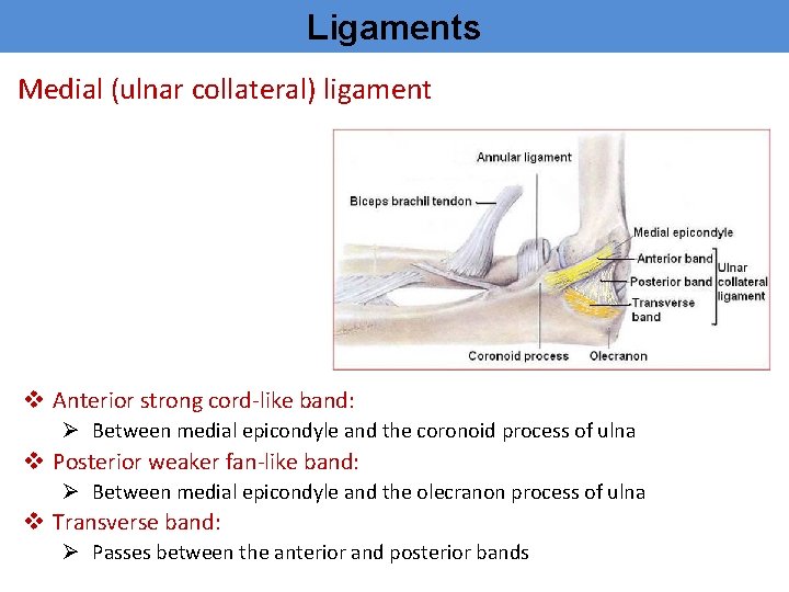Ligaments Medial (ulnar collateral) ligament v Anterior strong cord-like band: Ø Between medial epicondyle