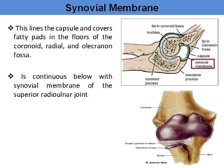 Synovial Membrane v This lines the capsule and covers fatty pads in the floors