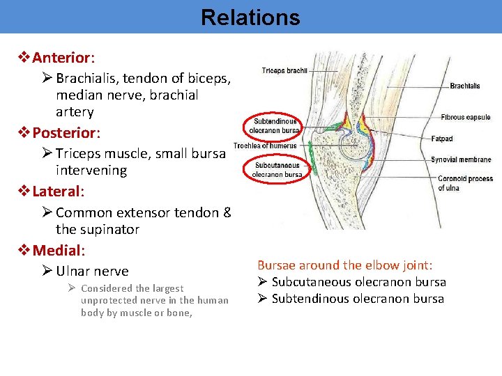 Relations v. Anterior: Ø Brachialis, tendon of biceps, median nerve, brachial artery v. Posterior: