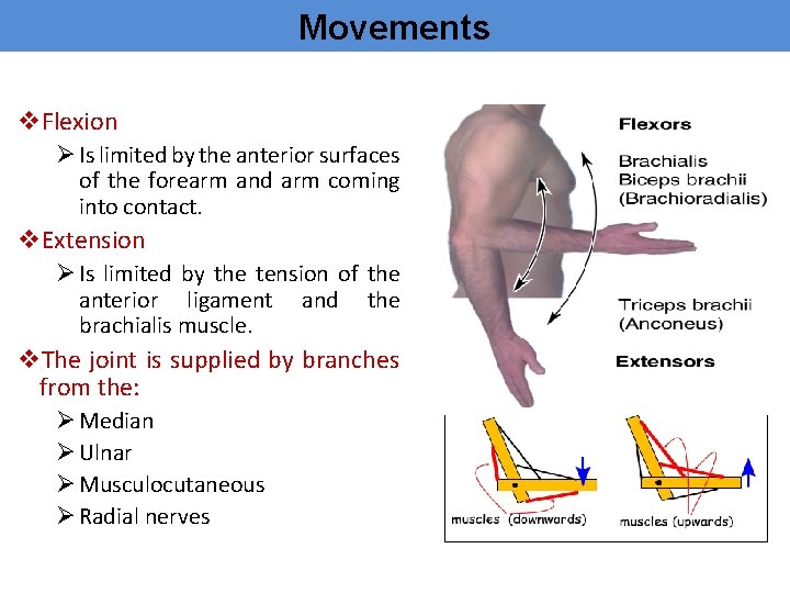 Movements v. Flexion Ø Is limited by the anterior surfaces of the forearm and