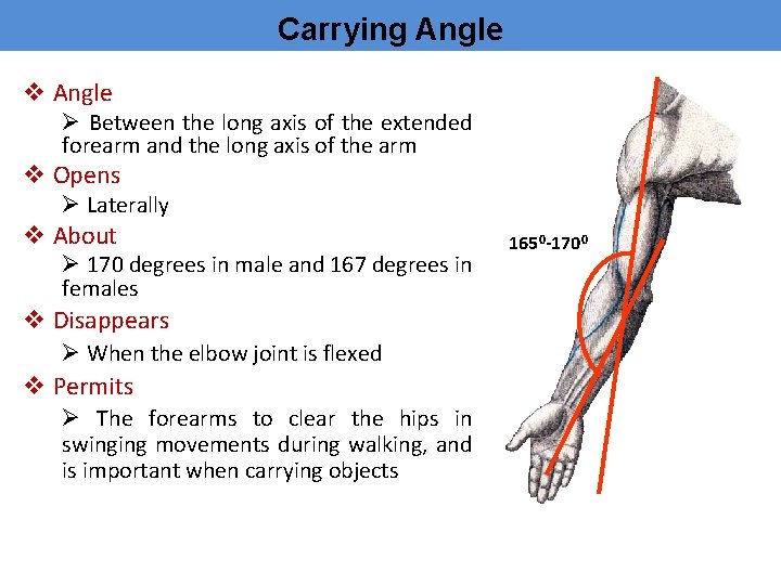 Carrying Angle v Angle Ø Between the long axis of the extended forearm and