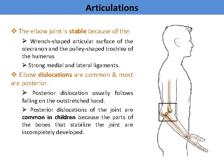 Articulations v The elbow joint is stable because of the: Ø Wrench-shaped articular surface