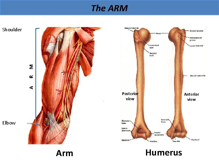 The ARM A R M Shoulder Posterior view Anterior view Elbow Arm Humerus 