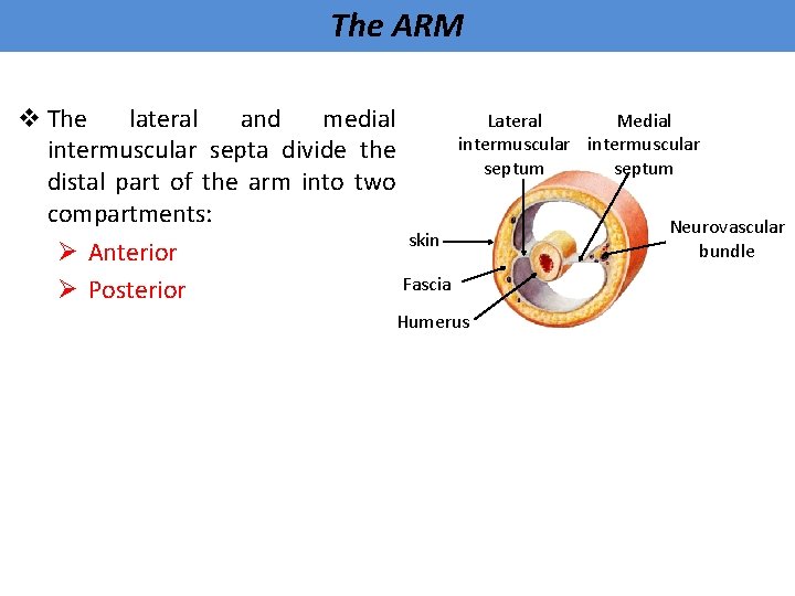 The ARM v The lateral and medial Lateral intermuscular septa divide the septum distal