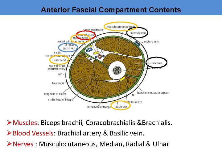 Anterior Fascial Compartment Contents ØMuscles: Biceps brachii, Coracobrachialis &Brachialis. ØBlood Vessels: Brachial artery &