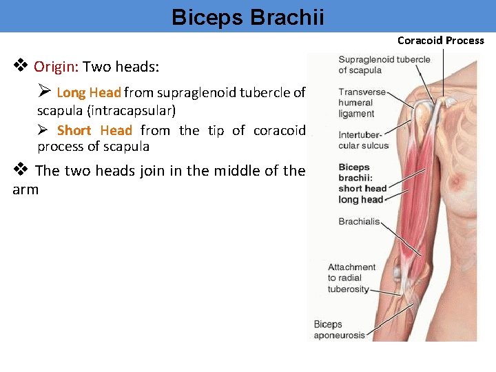 Biceps Brachii Coracoid Process v Origin: Two heads: Ø Long Head from supraglenoid tubercle