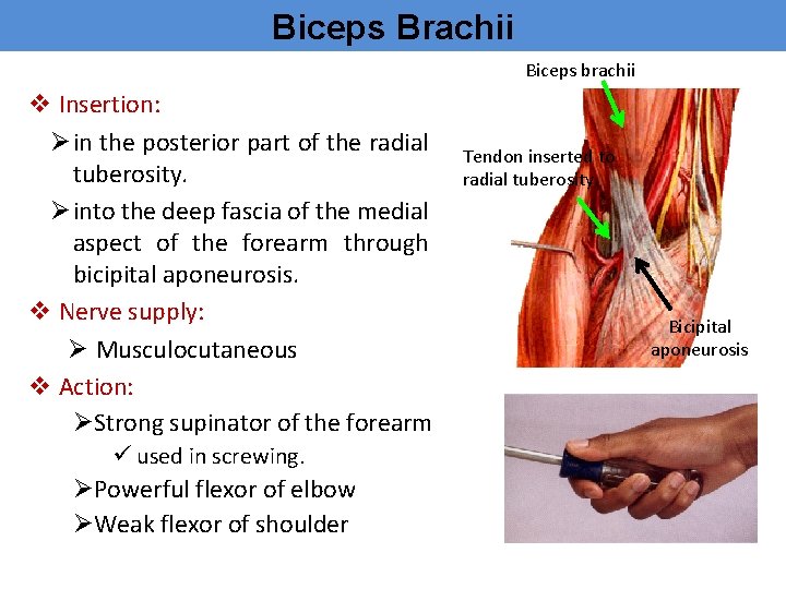 Biceps Brachii Biceps brachii v Insertion: Øin the posterior part of the radial tuberosity.