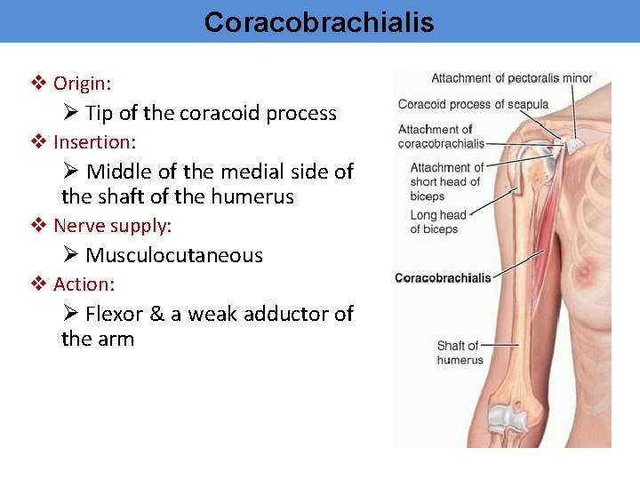 Coracobrachialis v Origin: Ø Tip of the coracoid process v Insertion: Ø Middle of