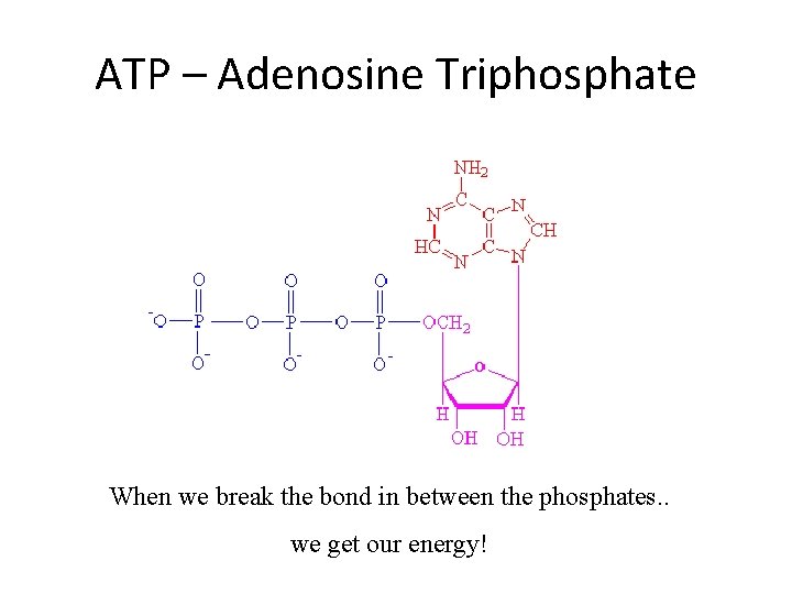 ATP – Adenosine Triphosphate When we break the bond in between the phosphates. .