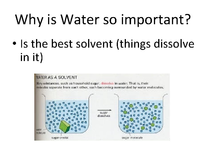 Why is Water so important? • Is the best solvent (things dissolve in it)