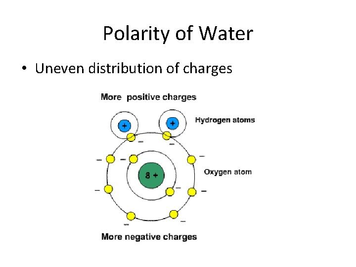 Polarity of Water • Uneven distribution of charges 