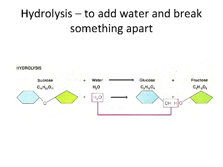 Hydrolysis – to add water and break something apart 