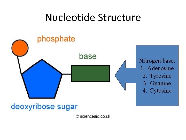 Nucleotide Structure Nitrogen base: 1. Adenosine 2. Tyrosine 3. Guanine 4. Cytosine 