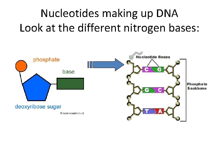 Nucleotides making up DNA Look at the different nitrogen bases: 