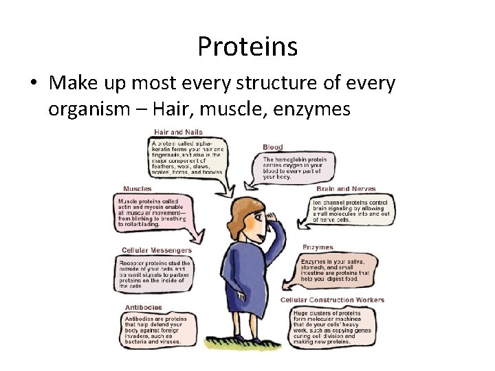 Proteins • Make up most every structure of every organism – Hair, muscle, enzymes