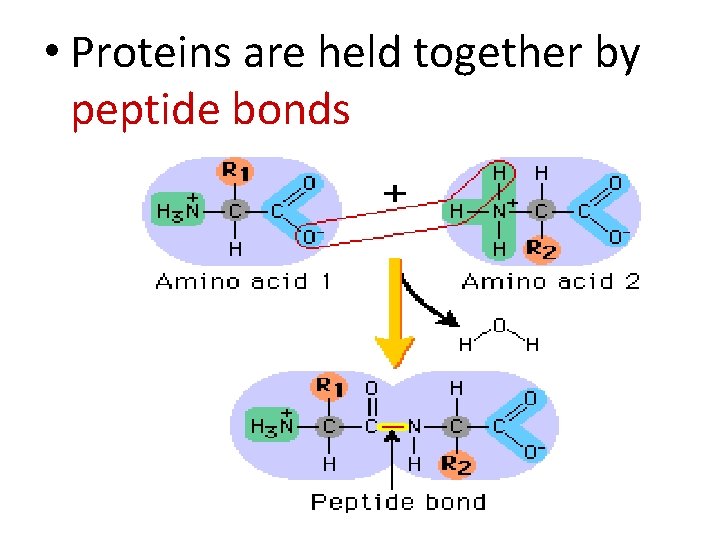  • Proteins are held together by peptide bonds 