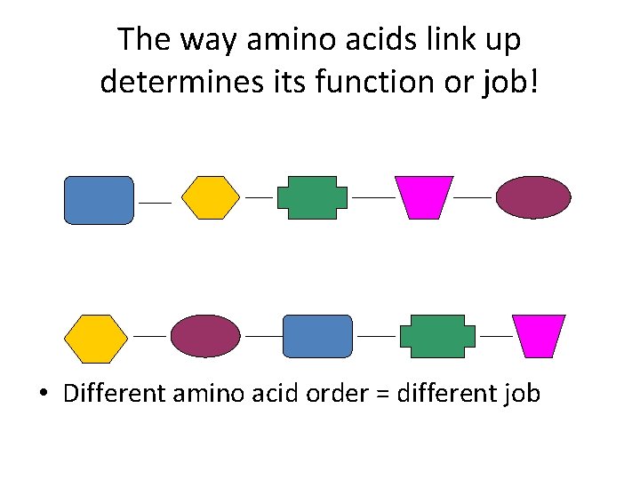 The way amino acids link up determines its function or job! • Different amino