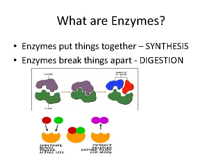 What are Enzymes? • Enzymes put things together – SYNTHESIS • Enzymes break things