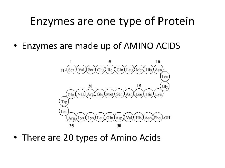 Enzymes are one type of Protein • Enzymes are made up of AMINO ACIDS