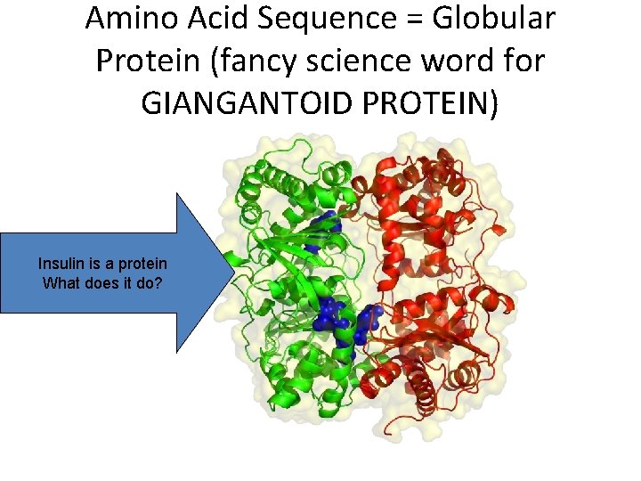 Amino Acid Sequence = Globular Protein (fancy science word for GIANGANTOID PROTEIN) Insulin is