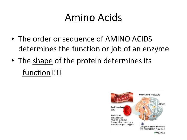 Amino Acids • The order or sequence of AMINO ACIDS determines the function or