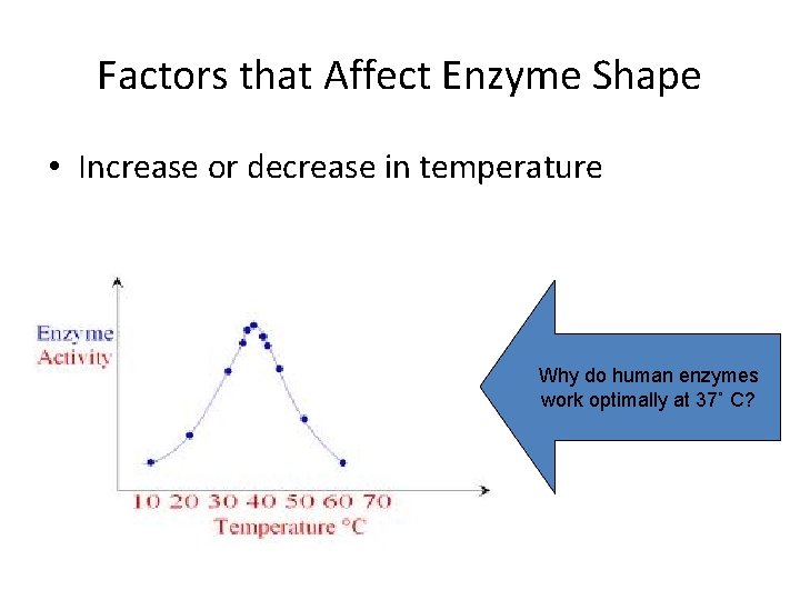 Factors that Affect Enzyme Shape • Increase or decrease in temperature Why do human