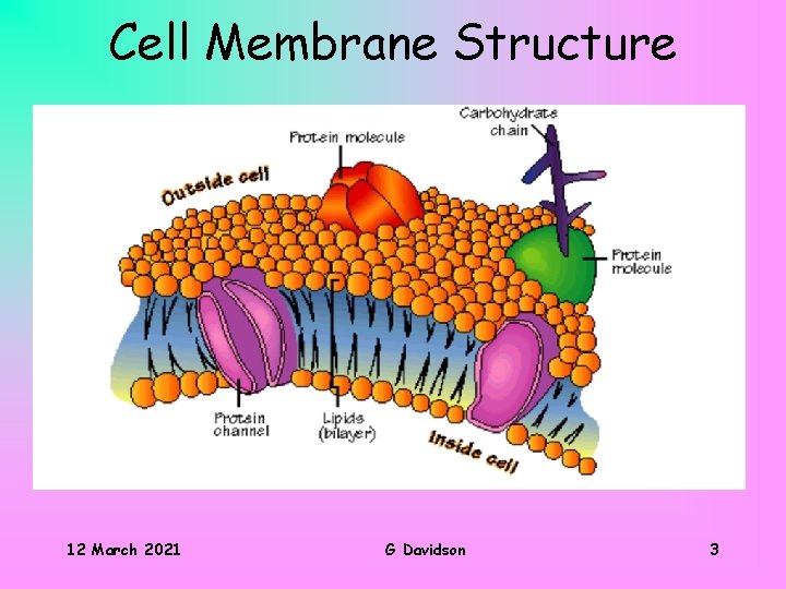 Cell Membrane Structure 12 March 2021 G Davidson 3 