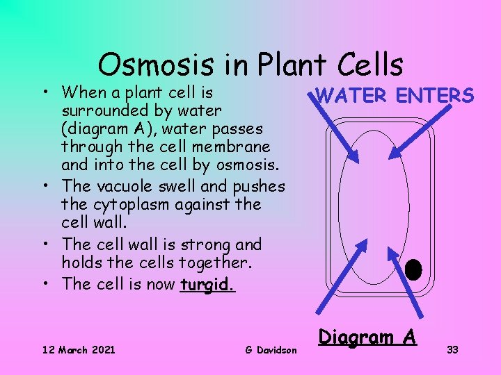 Osmosis in Plant Cells • When a plant cell is surrounded by water (diagram