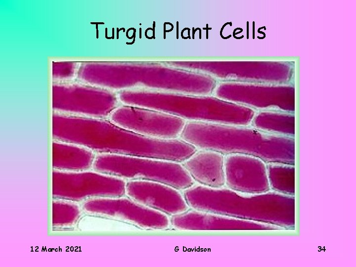 Turgid Plant Cells 12 March 2021 G Davidson 34 