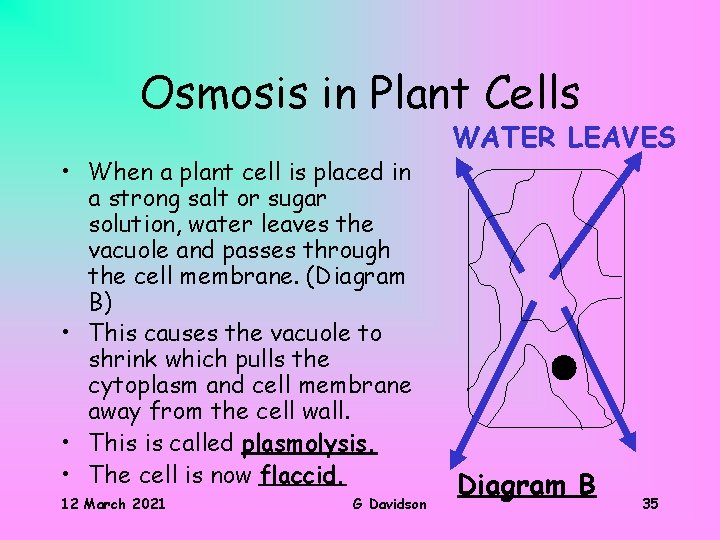 Osmosis in Plant Cells • When a plant cell is placed in a strong