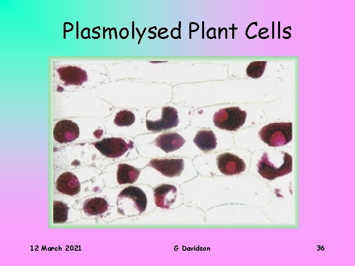 Plasmolysed Plant Cells 12 March 2021 G Davidson 36 