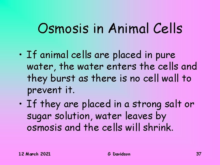 Osmosis in Animal Cells • If animal cells are placed in pure water, the