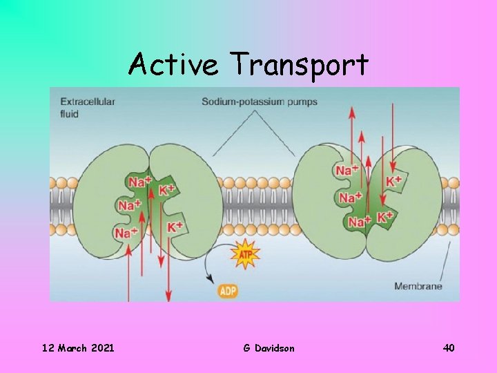 Active Transport 12 March 2021 G Davidson 40 