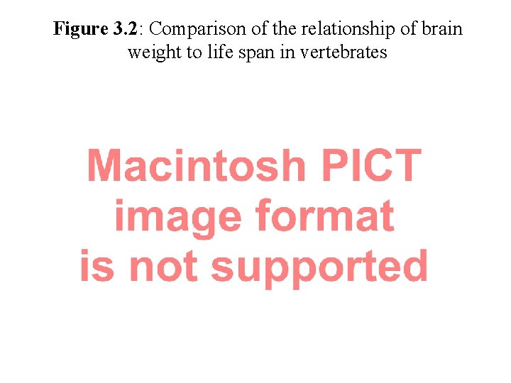 Figure 3. 2: Comparison of the relationship of brain weight to life span in