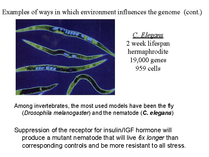 Examples of ways in which environment influences the genome (cont. ) C. Elegans 2