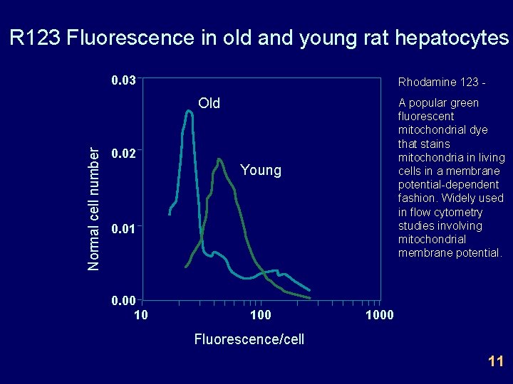 R 123 Fluorescence in old and young rat hepatocytes 0. 03 Rhodamine 123 -