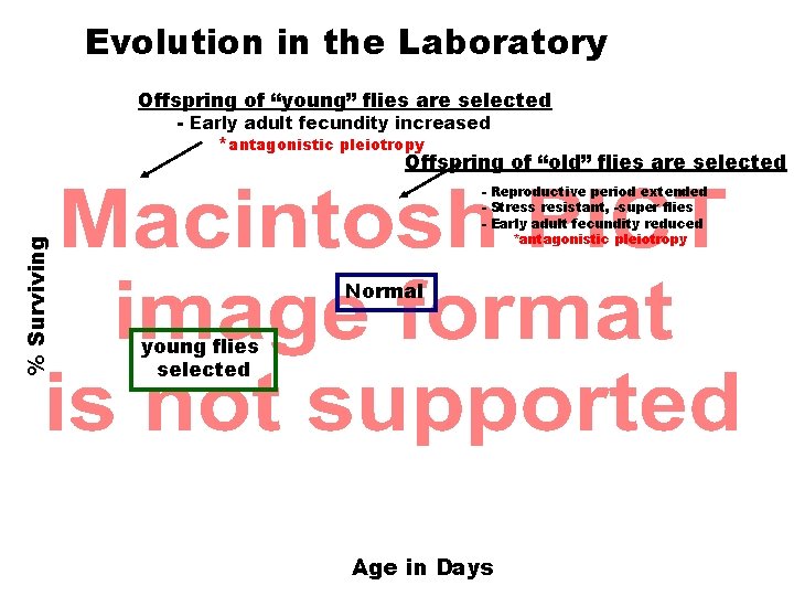 Evolution in the Laboratory Offspring of “young” flies are selected - Early adult fecundity