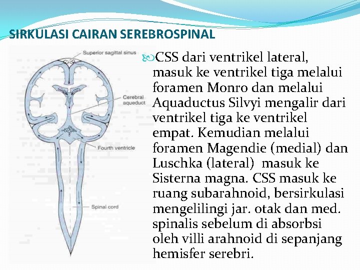 SIRKULASI CAIRAN SEREBROSPINAL CSS dari ventrikel lateral, masuk ke ventrikel tiga melalui foramen Monro